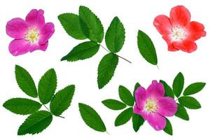 Bright colorful briar flowers isolated on white background. photo