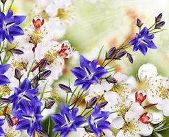 Flowering branch of apricot. blue bell photo