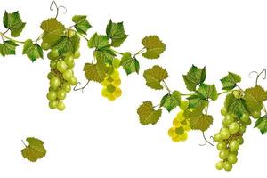 The branch of grapes isolated on white background. photo