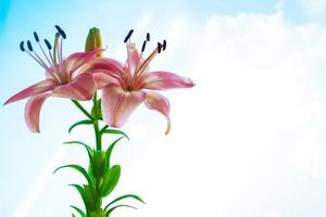 Colorful beautiful flowers lily on the background of the summer landscape. photo