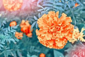 bright and colorful flowers marigolds. autumn landscape. photo