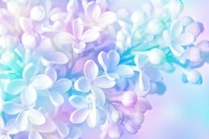 Bunches of flowers of lilac photo