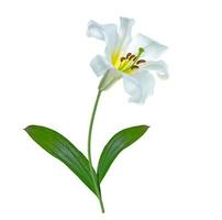 Bright lily flowers isolated on white background. photo