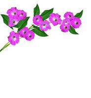 petunia flowers isolated on white background photo