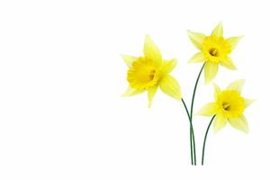 spring flowers narcissus isolated on white background photo