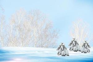 Winter forest. Winter landscape. photo