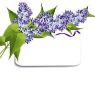 Branch of lilac flowers isolated on white background photo