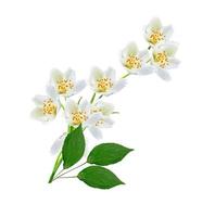 White jasmine flower. photo