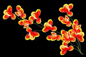 spring flowers tulips isolated on black background. photo