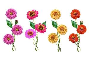 Autumn flowers zinnias isolated on white background photo