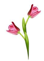 spring flowers tulips isolated on white background photo