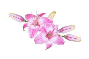Bright lily flowers isolated on white background. photo
