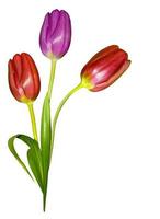 spring flowers tulips isolated on white background photo