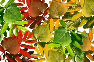 abstract background of autumn leaves of maple photo