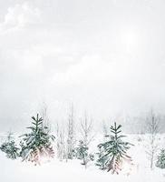 Winter Forest. Winter landscape. photo