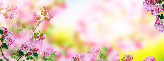 Blossoming branch apple. Bright colorful spring flowers photo