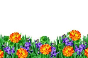 Spring bright colorful flowers photo