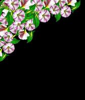 petunia flowers isolated on black background photo