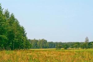 Summer landscape. Trees on a background of blue sky photo