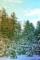 Frozen winter forest with snow covered trees. photo