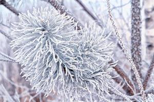 forest in the frost. Winter landscape. Snow covered trees. photo