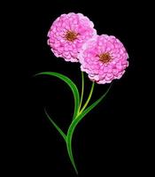 Autumn asters flower isolated on black background photo