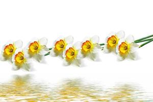 spring flowers narcissus isolated on white background photo