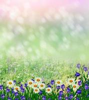 Summer landscape with wildflowers. photo