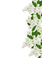 branch of jasmine flowers isolated on white background photo