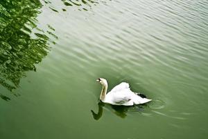 White swan on a pond photo