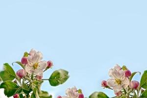 Spring garden. Flowering fruit trees. photo