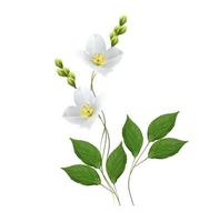 branch of jasmine flowers isolated on white background photo