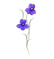 spring flowers violet isolated on white background. photo