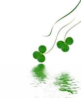 green clover leaves isolated on white background. St.Patrick 's Day photo