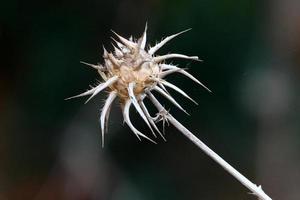 A thorny thistle plant in a forest clearing in northern Israel. photo