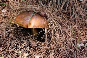 Butterflies in Israel grow on sandy-stony soil in pine forests. photo