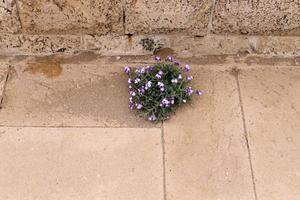 Green plants and flowers grow on stones photo