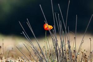 Red anemones bloom in a forest clearing. photo