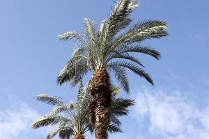 A tall palm tree in a city park in northern Israel. photo
