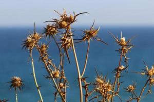 A thorny thistle plant in a forest clearing in northern Israel. photo