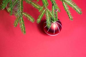 bola de navidad roja con rayas blancas en una rama de abeto viva en un jarrón sobre un fondo rojo. año nuevo, navidad, espacio de copia foto