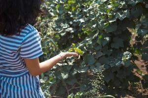 A tourist woman walks in a vineyard. Guided tour of the grape plantation. photo