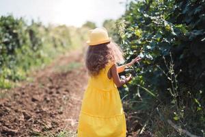 A tourist girl walks in a vineyard. Guided tour of the grape plantation. photo