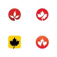 Maple leaf vector illustration design template