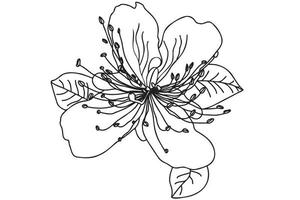 la flor de alcaparras está dibujada en un contorno negro, destinada a tatuajes, tarjetas, ropa e impresión de tela, san valentín, 8 de marzo y puede usarla en otros casos vector