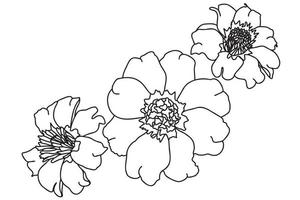 marigold drawn in black outline, intended for tattoo, cards, printing, clothes and cloth printing, March 8, valentine, logo, stickers, painting and can be used in various occasions