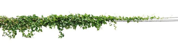 Vine plant, Ivy leaves plant on poles isolated on white background photo