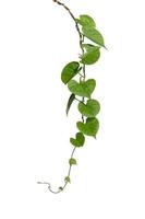 vine plants isolate on white background. clipping path