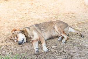 The dog sleeps in the sun to get warm. photo