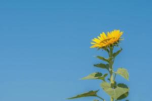 sunflower on sky blue background photo